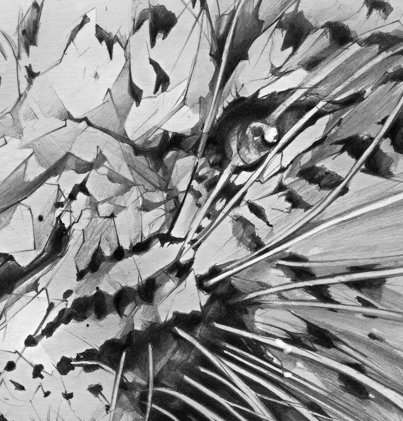 Close-up of roaring leopard illustration for Derwent