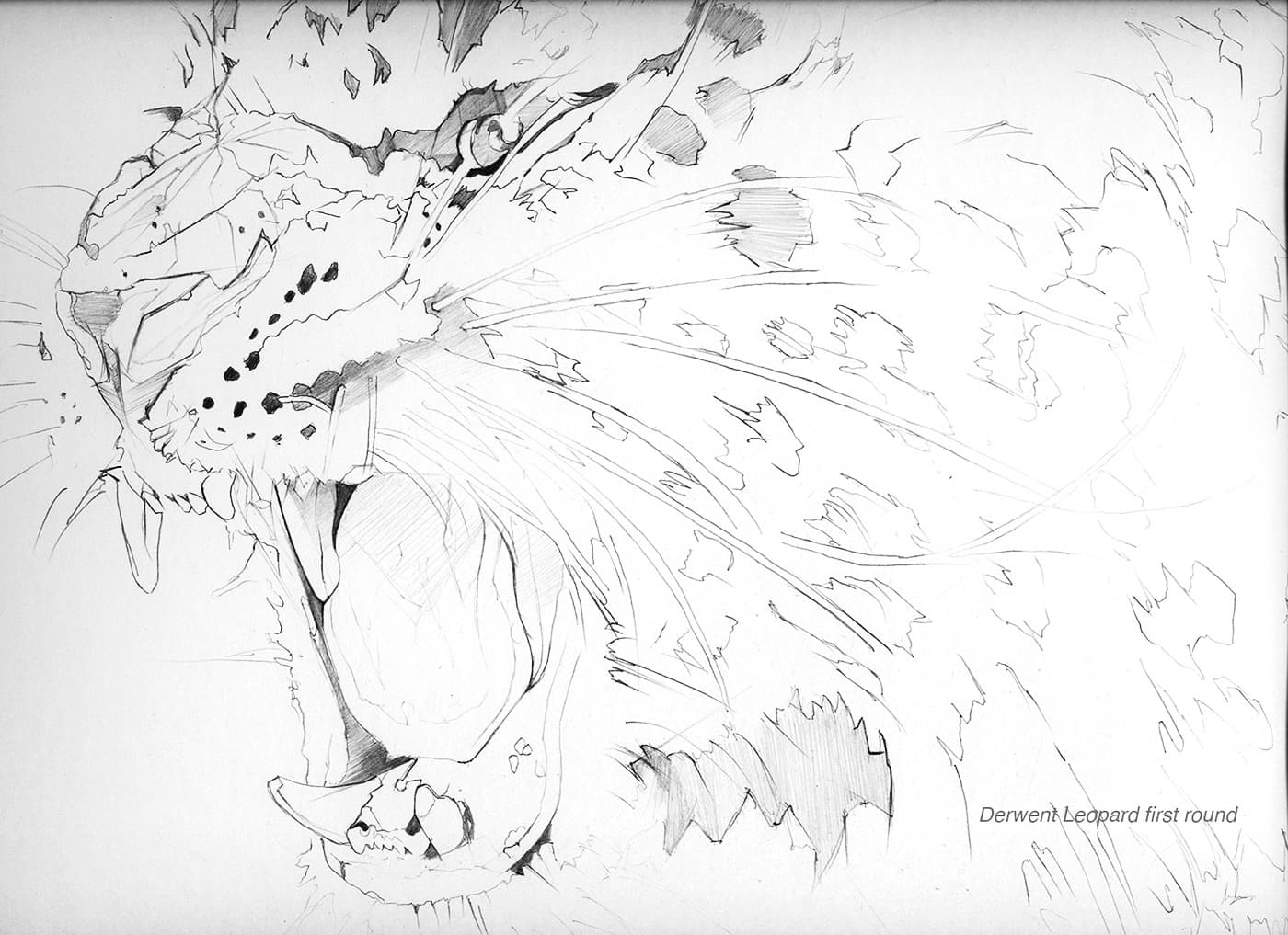 Early leopard sketch for Derwent packaging illustration