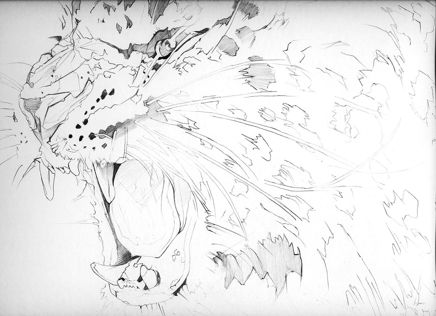 Early leopard sketch for Derwent packaging illustration