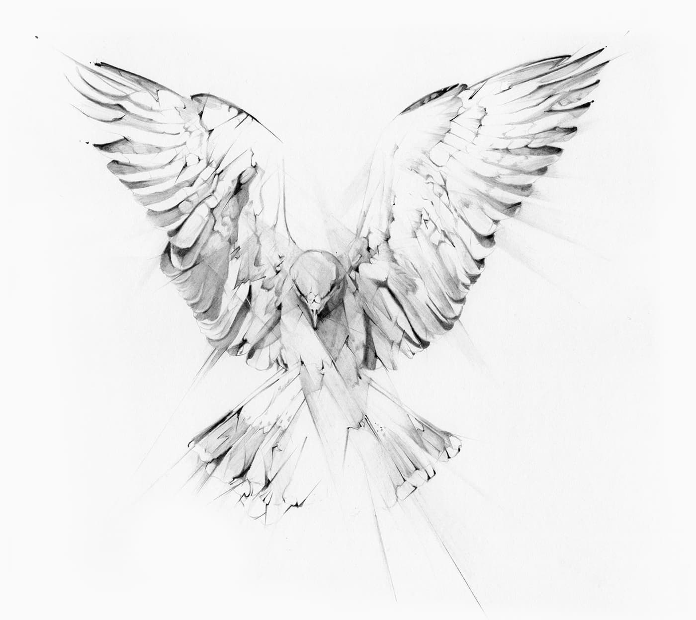 Bird with wings spread in a loose pencil illustration