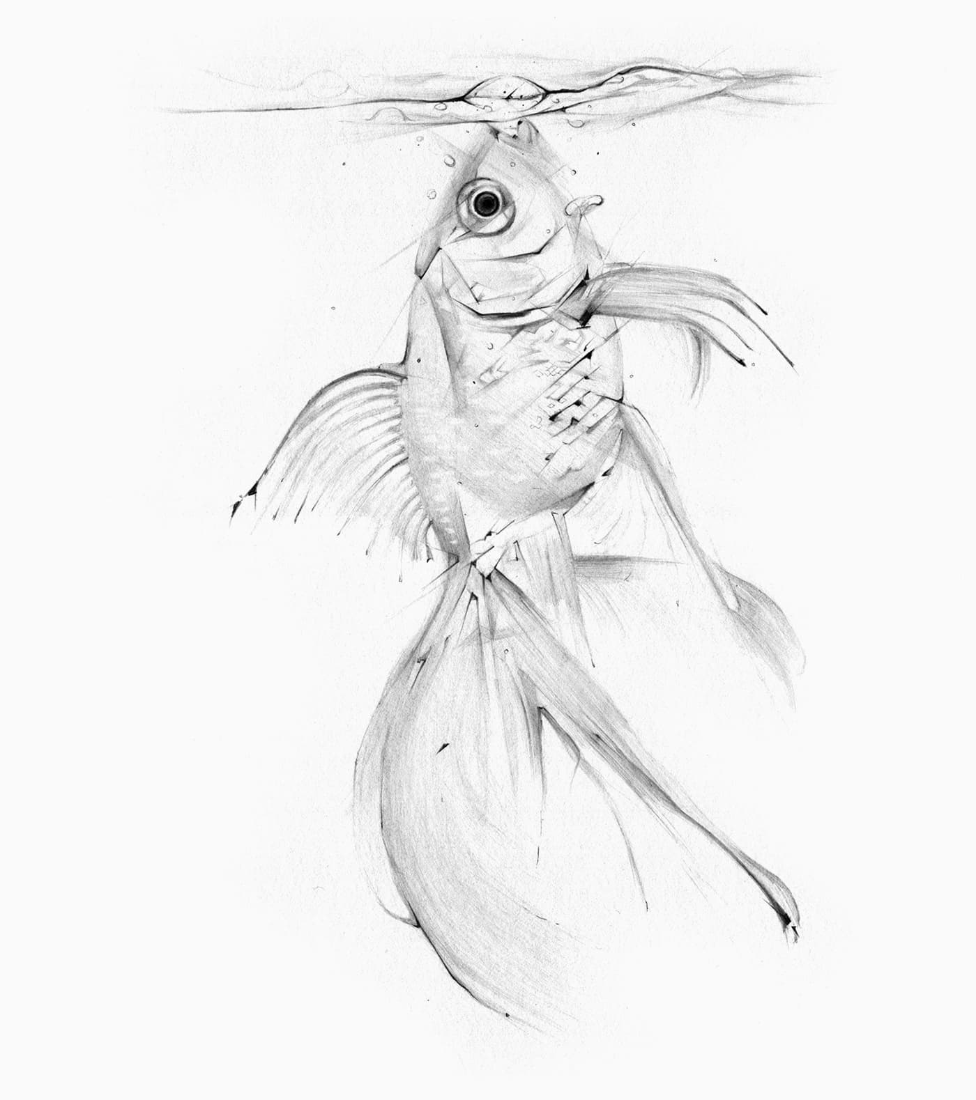 Fish illustration beneath a thin waterline