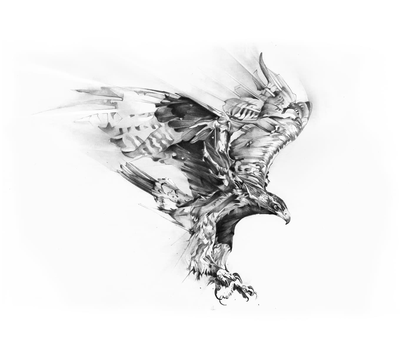Eagle in flight graphite illustration