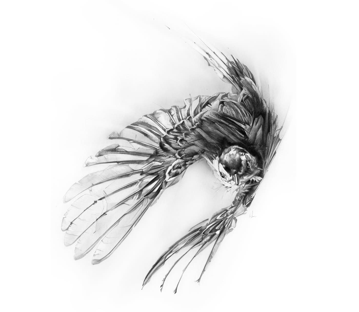 Swallow in flight graphite illustration