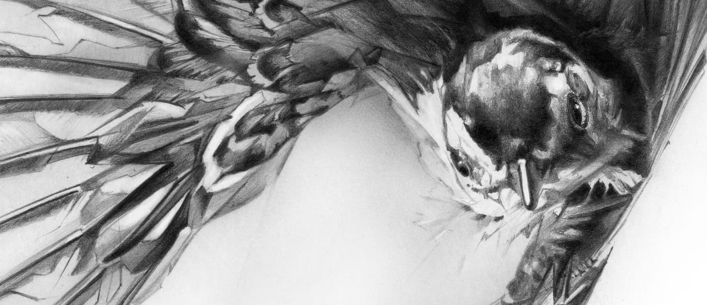 Close-up swallow graphite drawing