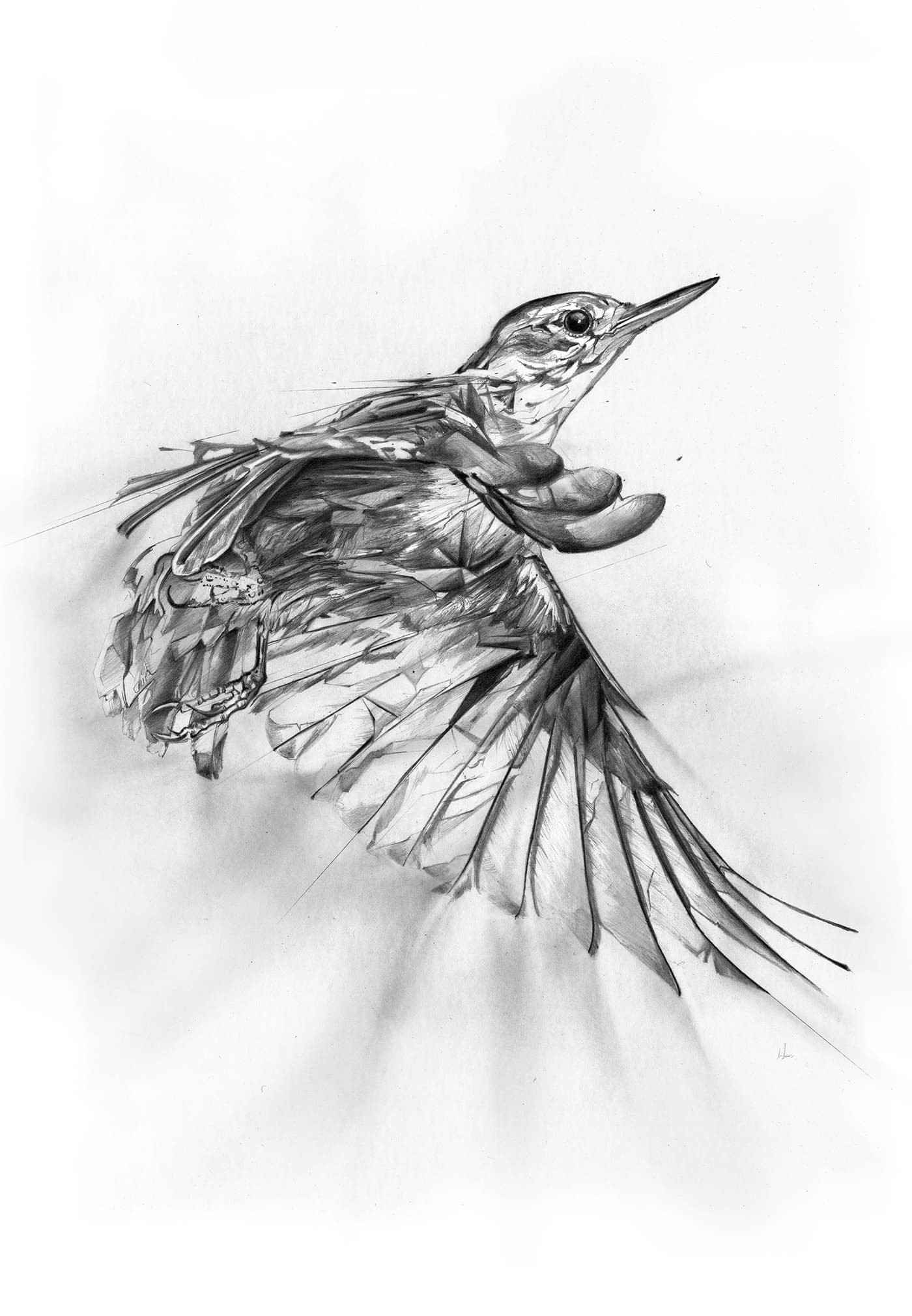 Graphite illustration of a small bird in flight with one wing extended and fragmented feather details.
