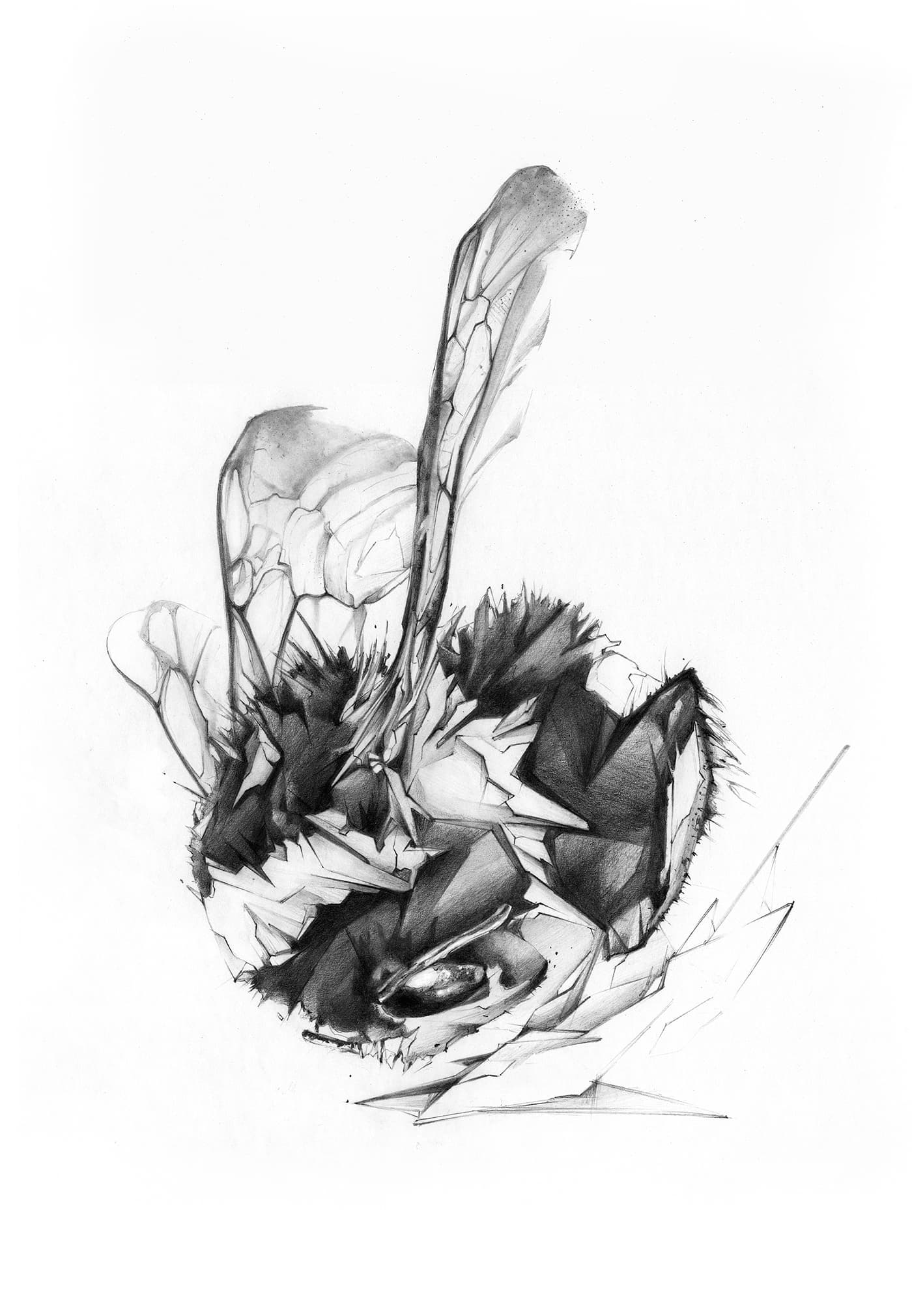 Graphite illustration of a bee lying on its side with translucent wings and angular body forms.