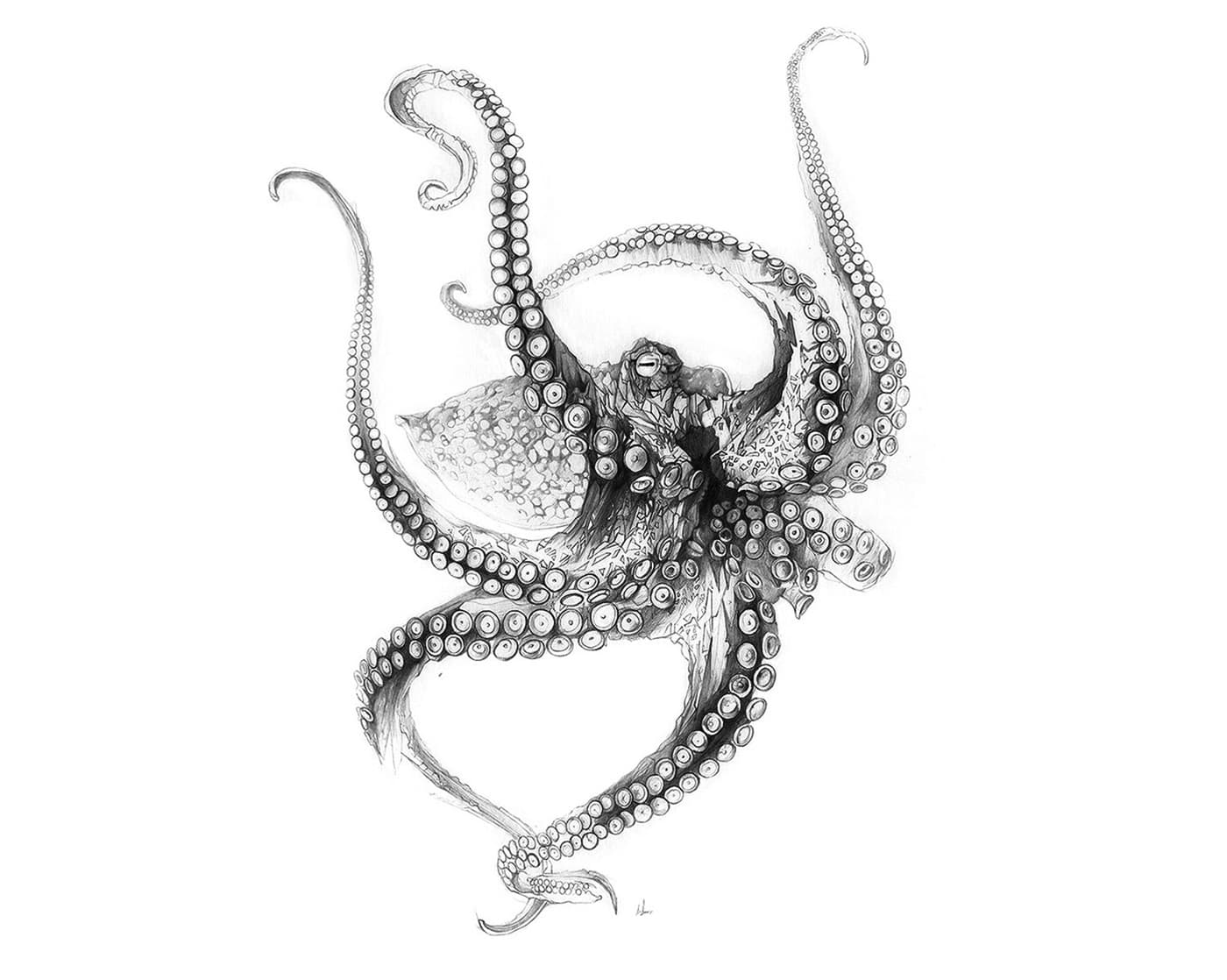 Octopus graphite illustration