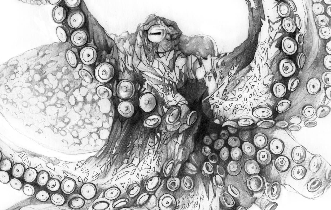 Black-and-white graphite illustration of an octopus with curling tentacles, suction cups and angular texture details.