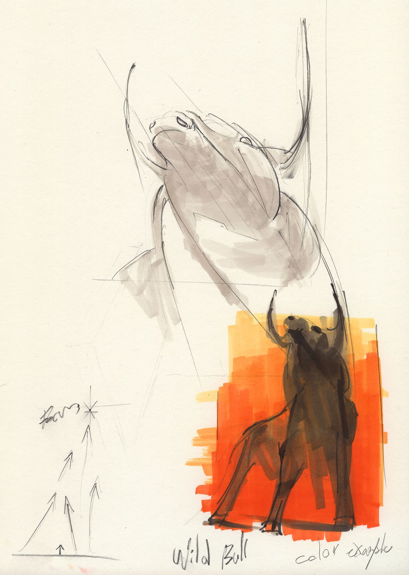 Wild bull sketch with directional arrows and an orange-red colour study.